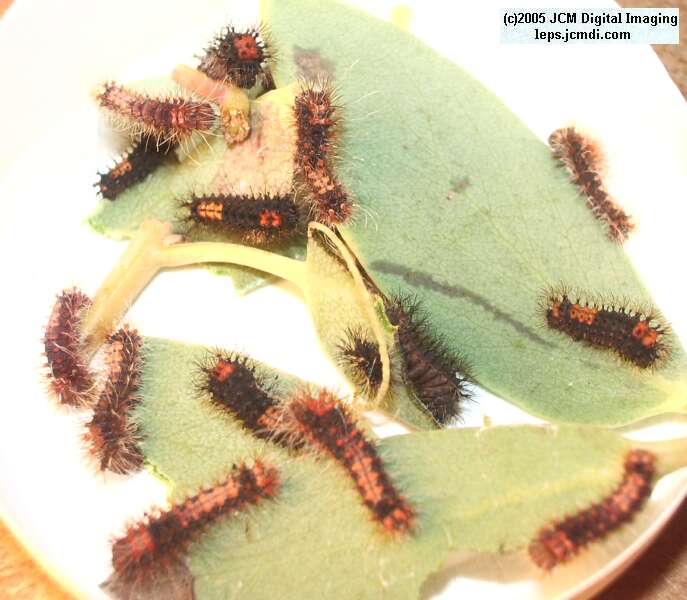 Saturnia mendocino (Mendocino Silkmoth) photos and rearing documentary JCMDI.COM
