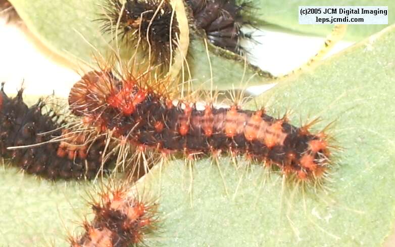 Saturnia mendocino (Mendocino Silkmoth) photos and rearing documentary JCMDI.COM