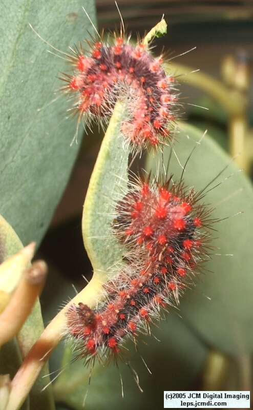 Saturnia mendocino (Mendocino Silkmoth) photos and rearing documentary JCMDI.COM