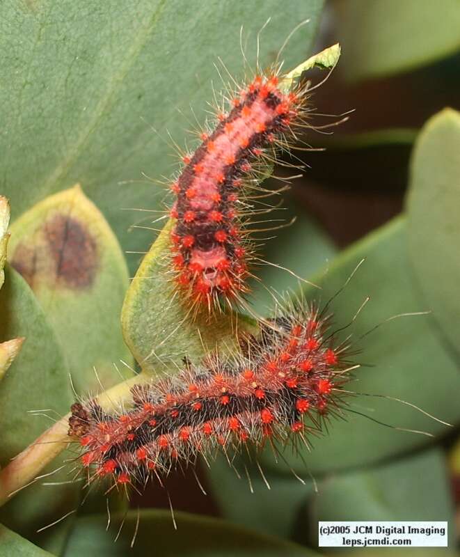 Saturnia mendocino (Mendocino Silkmoth) photos and rearing documentary JCMDI.COM