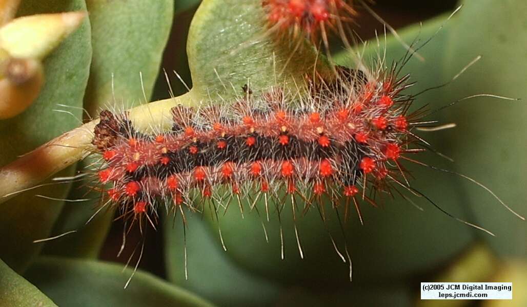 Saturnia mendocino (Mendocino Silkmoth) photos and rearing documentary JCMDI.COM