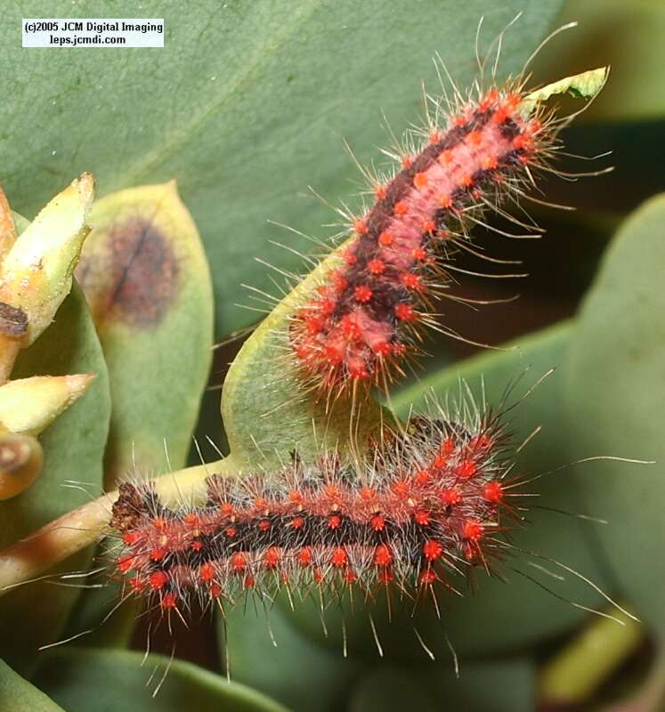 Saturnia mendocino (Mendocino Silkmoth) photos and rearing documentary JCMDI.COM