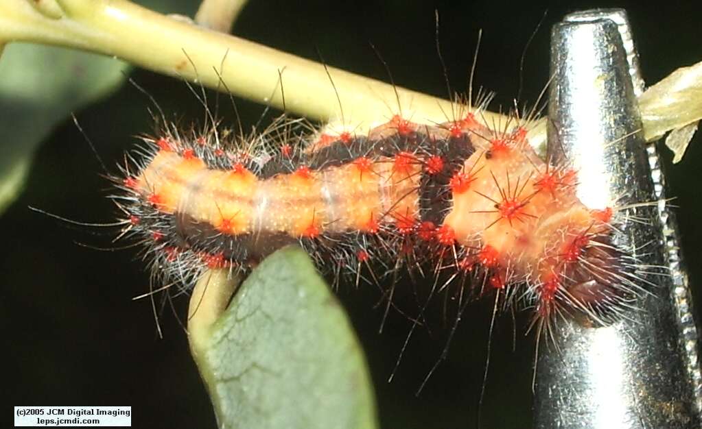 Saturnia mendocino (Mendocino Silkmoth) photos and rearing documentary JCMDI.COM