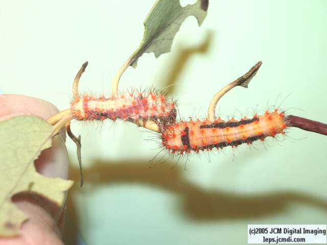 Saturnia mendocino (Mendocino Silkmoth) photos and rearing documentary JCMDI.COM