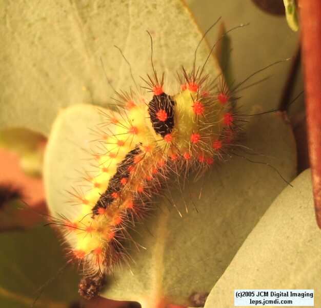 Saturnia mendocino (Mendocino Silkmoth) photos and rearing documentary JCMDI.COM