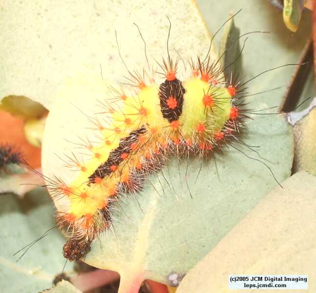 Saturnia mendocino (Mendocino Silkmoth) photos and rearing documentary JCMDI.COM