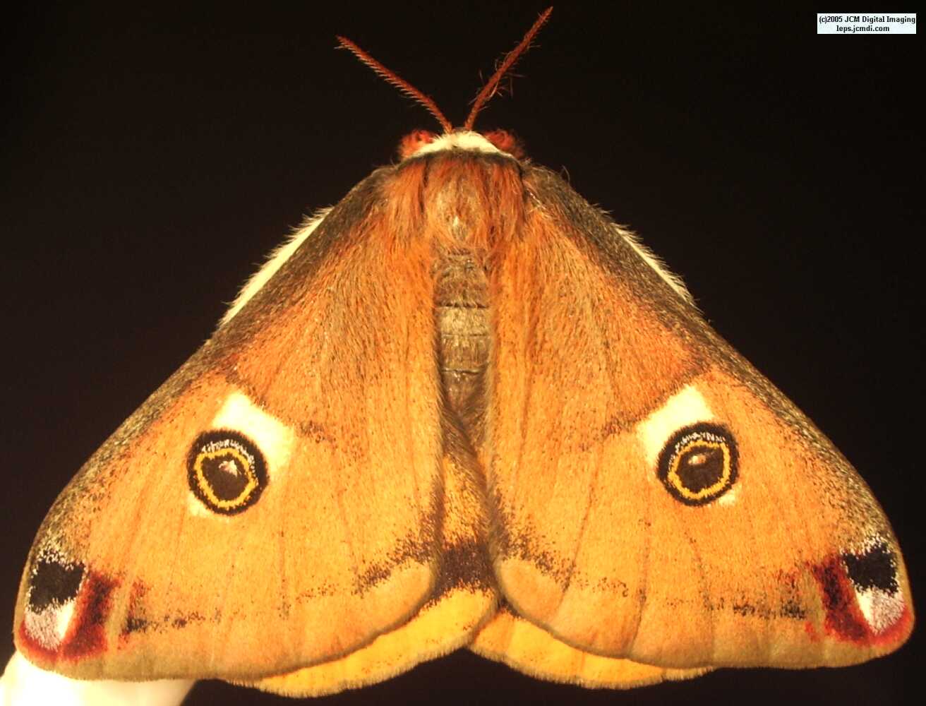Saturnia mendocino (Mendocino Silk Moth) photos and rearing documentary JCMDI.COM
