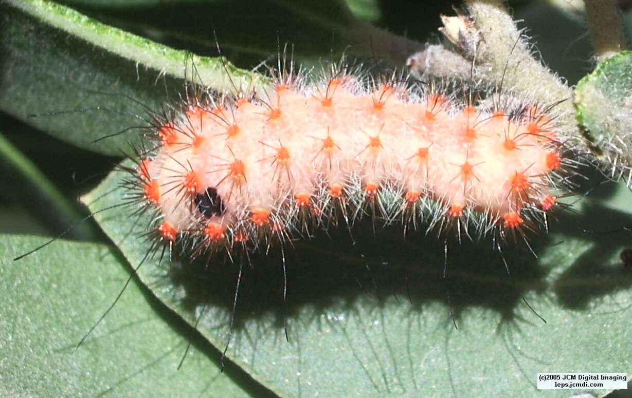 Saturnia mendocino (Mendocino Silkmoth) photos and rearing documentary JCMDI.COM