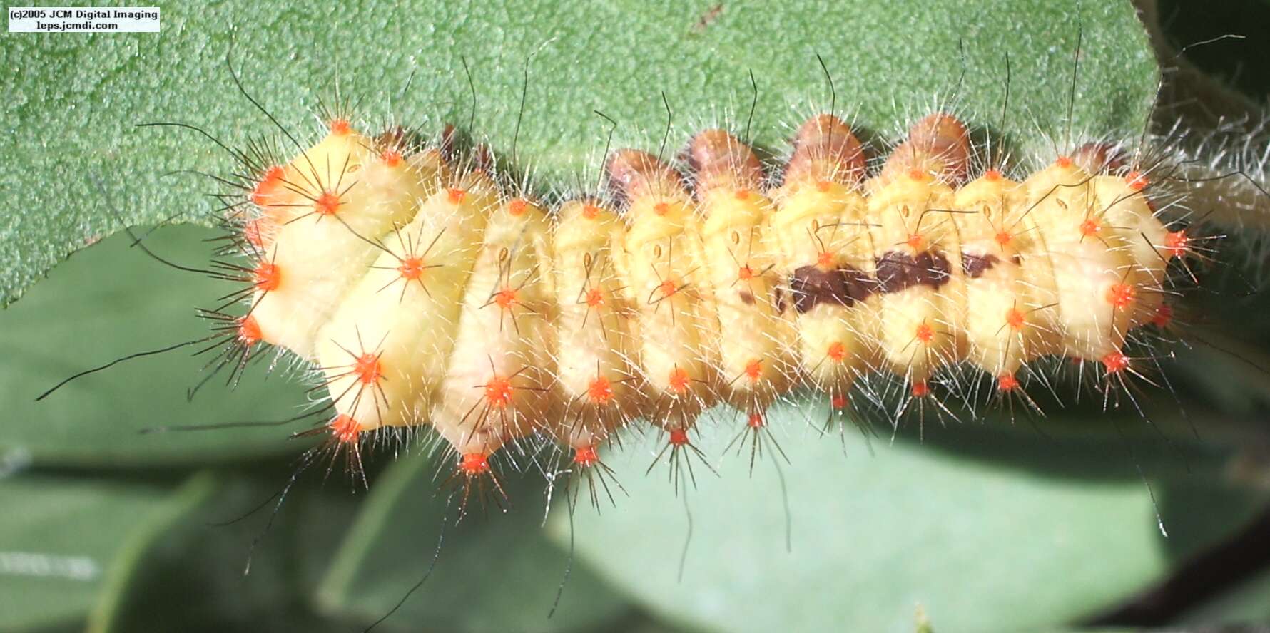 Saturnia mendocino (Mendocino Silkmoth) photos and rearing documentary JCMDI.COM