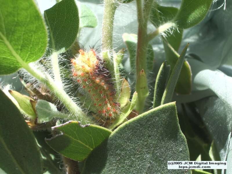 Saturnia mendocino (Mendocino Silkmoth) photos and rearing documentary JCMDI.COM