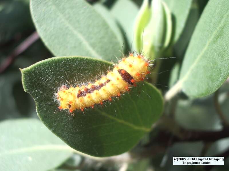 Saturnia mendocino (Mendocino Silkmoth) photos and rearing documentary JCMDI.COM
