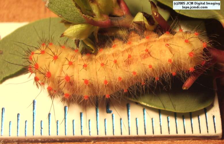 Saturnia mendocino (Mendocino Silkmoth) photos and rearing documentary JCMDI.COM