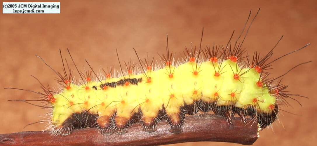 Saturnia mendocino (Mendocino Silkmoth) photos and rearing documentary JCMDI.COM