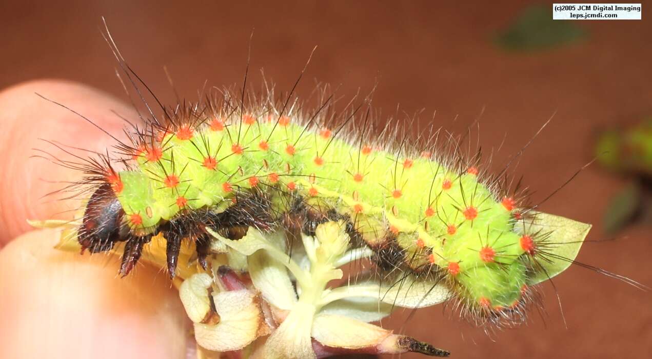 Saturnia mendocino (Mendocino Silkmoth) photos and rearing documentary JCMDI.COM