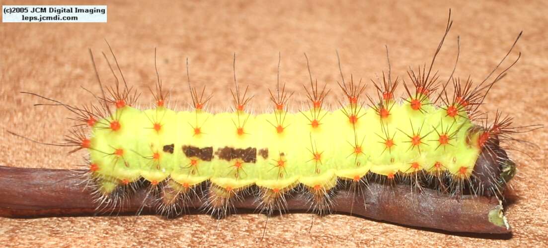 Saturnia mendocino (Mendocino Silkmoth) photos and rearing documentary JCMDI.COM
