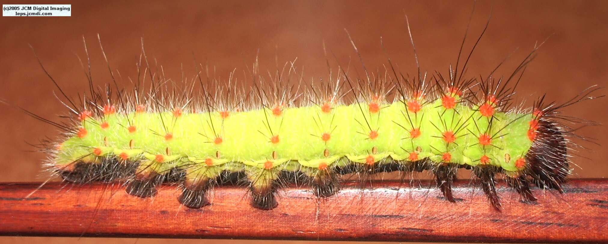 Saturnia mendocino (Mendocino Silkmoth) photos and rearing documentary JCMDI.COM