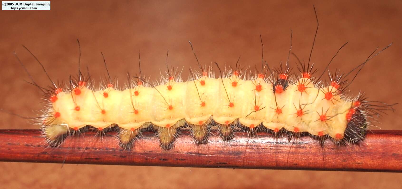 Saturnia mendocino (Mendocino Silkmoth) photos and rearing documentary JCMDI.COM