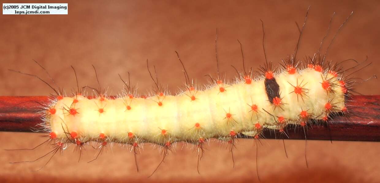 Saturnia mendocino (Mendocino Silkmoth) photos and rearing documentary JCMDI.COM