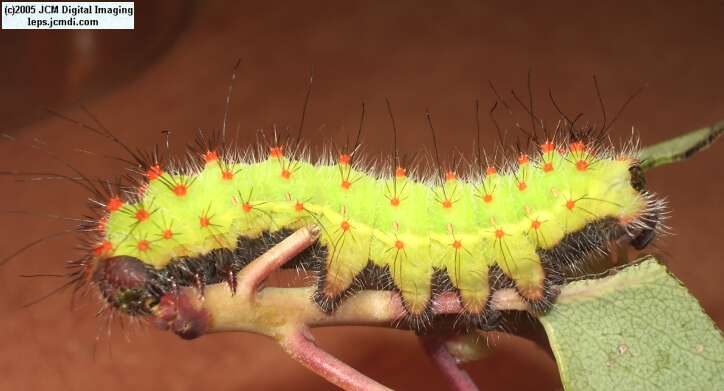 Saturnia mendocino (Mendocino Silkmoth) photos and rearing documentary JCMDI.COM