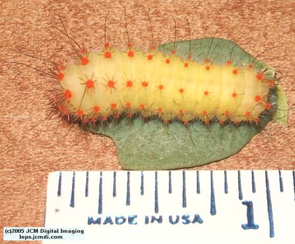 Saturnia mendocino (Mendocino Silkmoth) photos and rearing documentary JCMDI.COM