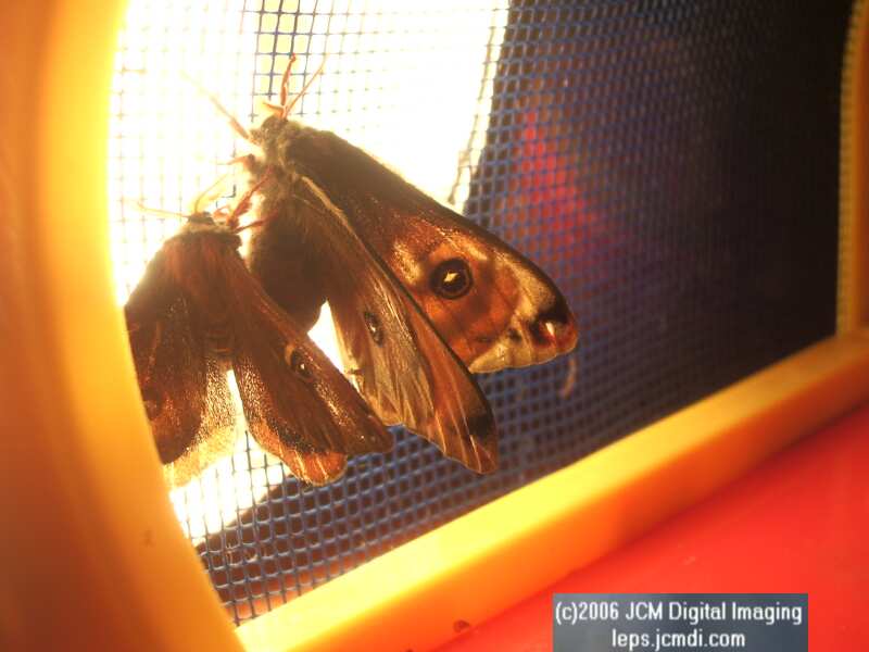 Saturnia mendocino (Mendocino Silkmoth) photos and rearing documentary JCMDI.COM