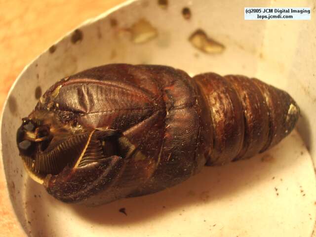 Antheraea Polyphemus (Polyphemus Silk Moth) images, rearing, larvae, pupae, cocoons, and documentary