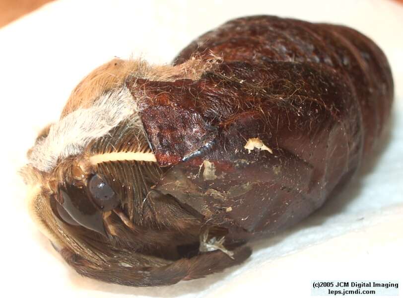 Antheraea Polyphemus (Polyphemus Silk Moth) images, rearing, larvae, pupae, cocoons, and documentary