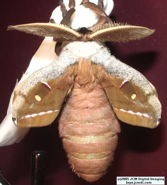 Antheraea Polyphemus (Polyphemus Silk Moth) images, rearing, larvae, pupae, cocoons, and documentary