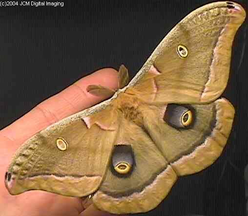 Antheraea Polyphemus (Polyphemus Silk Moth) images, rearing, larvae, pupae, cocoons, and documentary