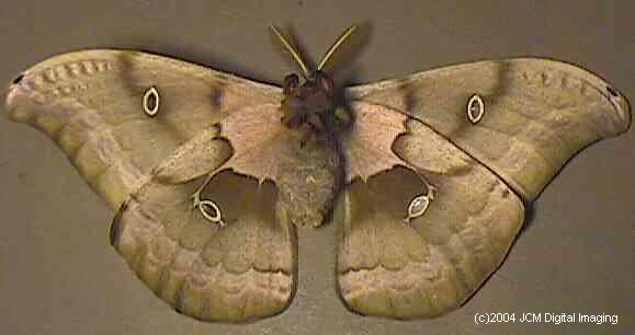 Antheraea Polyphemus (Polyphemus Silk Moth) images, rearing, larvae, pupae, cocoons, and documentary