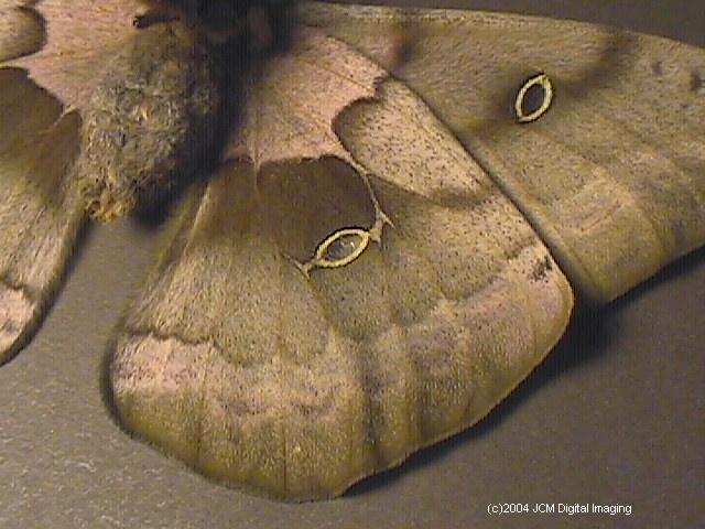 Antheraea Polyphemus (Polyphemus Silk Moth) images, rearing, larvae, pupae, cocoons, and documentary