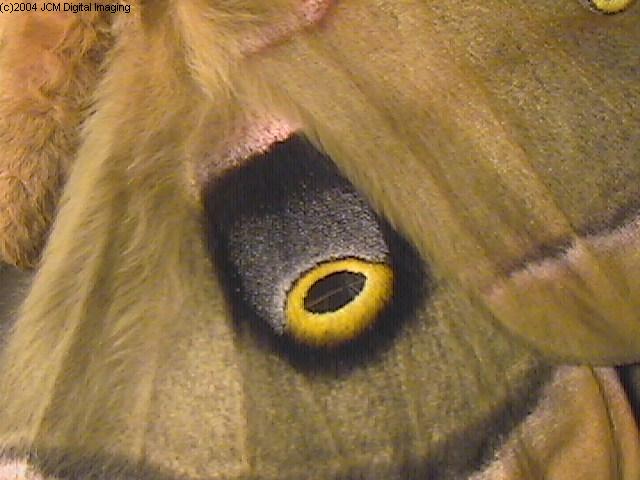 Antheraea Polyphemus (Polyphemus Silk Moth) images, rearing, larvae, pupae, cocoons, and documentary