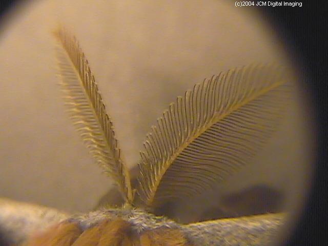 Antheraea Polyphemus (Polyphemus Silk Moth) images, rearing, larvae, pupae, cocoons, and documentary