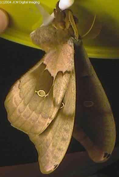 Antheraea Polyphemus (Polyphemus Silk Moth) images, rearing, larvae, pupae, cocoons, and documentary