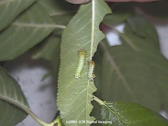 Antheraea Polyphemus (Polyphemus Silk Moth) images, rearing, larvae, pupae, cocoons, and documentary