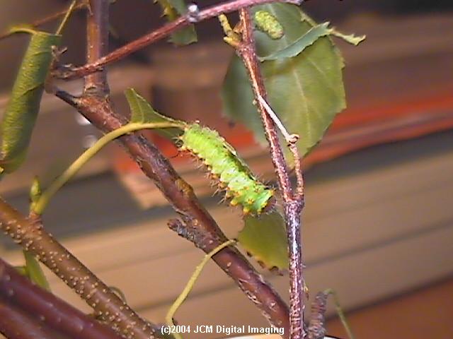 Antheraea Polyphemus (Polyphemus Silk Moth) images, rearing, larvae, pupae, cocoons, and documentary