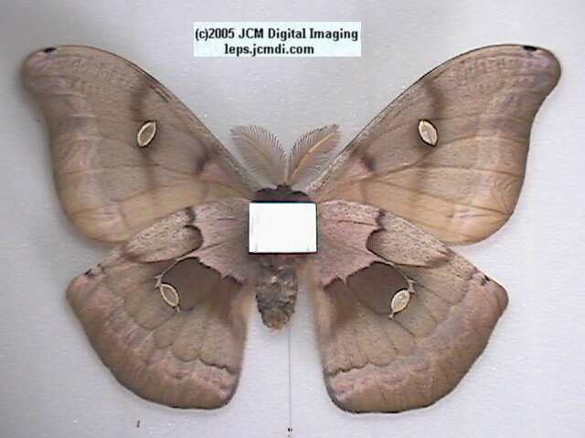 Antheraea Polyphemus (Polyphemus Silk Moth) images, rearing, larvae, pupae, cocoons, and documentary