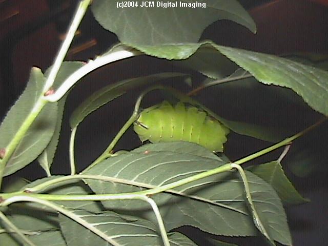 Antheraea Polyphemus (Polyphemus Silk Moth) images, rearing, larvae, pupae, cocoons, and documentary