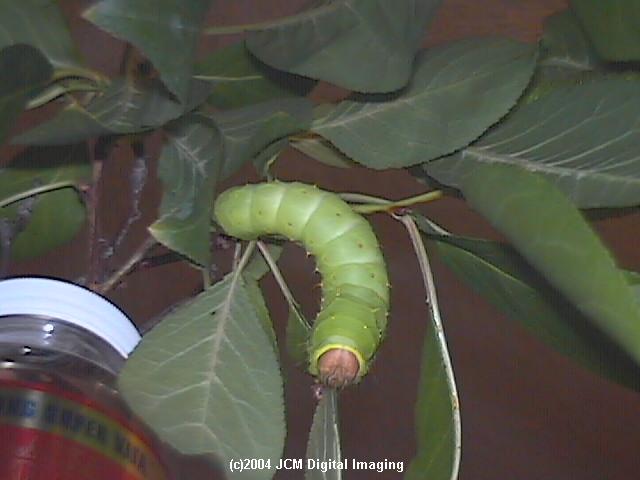 Antheraea Polyphemus (Polyphemus Silk Moth) images, rearing, larvae, pupae, cocoons, and documentary