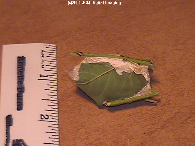 Antheraea Polyphemus (Polyphemus Silk Moth) images, rearing, larvae, pupae, cocoons, and documentary