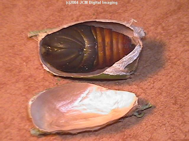 Antheraea Polyphemus (Polyphemus Silk Moth) images, rearing, larvae, pupae, cocoons, and documentary