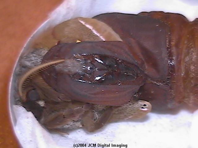 Antheraea Polyphemus (Polyphemus Silk Moth) images, rearing, larvae, pupae, cocoons, and documentary
