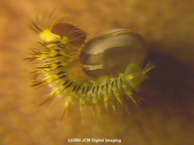 Antheraea Polyphemus (Polyphemus Silk Moth) images, rearing, larvae, pupae, cocoons, and documentary