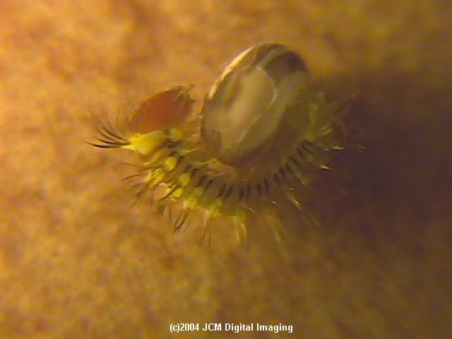 Antheraea Polyphemus (Polyphemus Silk Moth) images, rearing, larvae, pupae, cocoons, and documentary