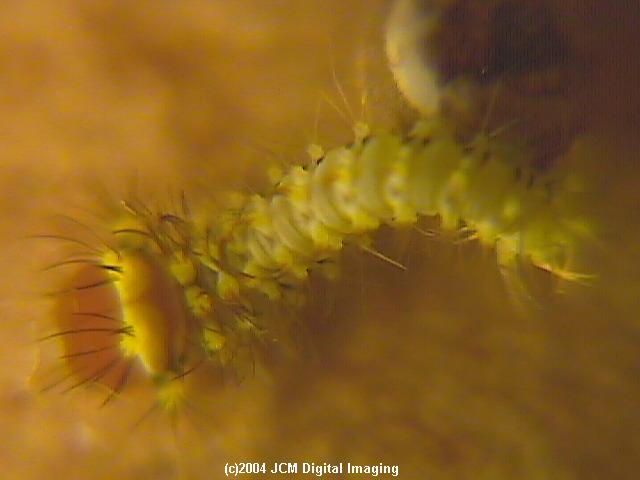Antheraea Polyphemus (Polyphemus Silk Moth) images, rearing, larvae, pupae, cocoons, and documentary