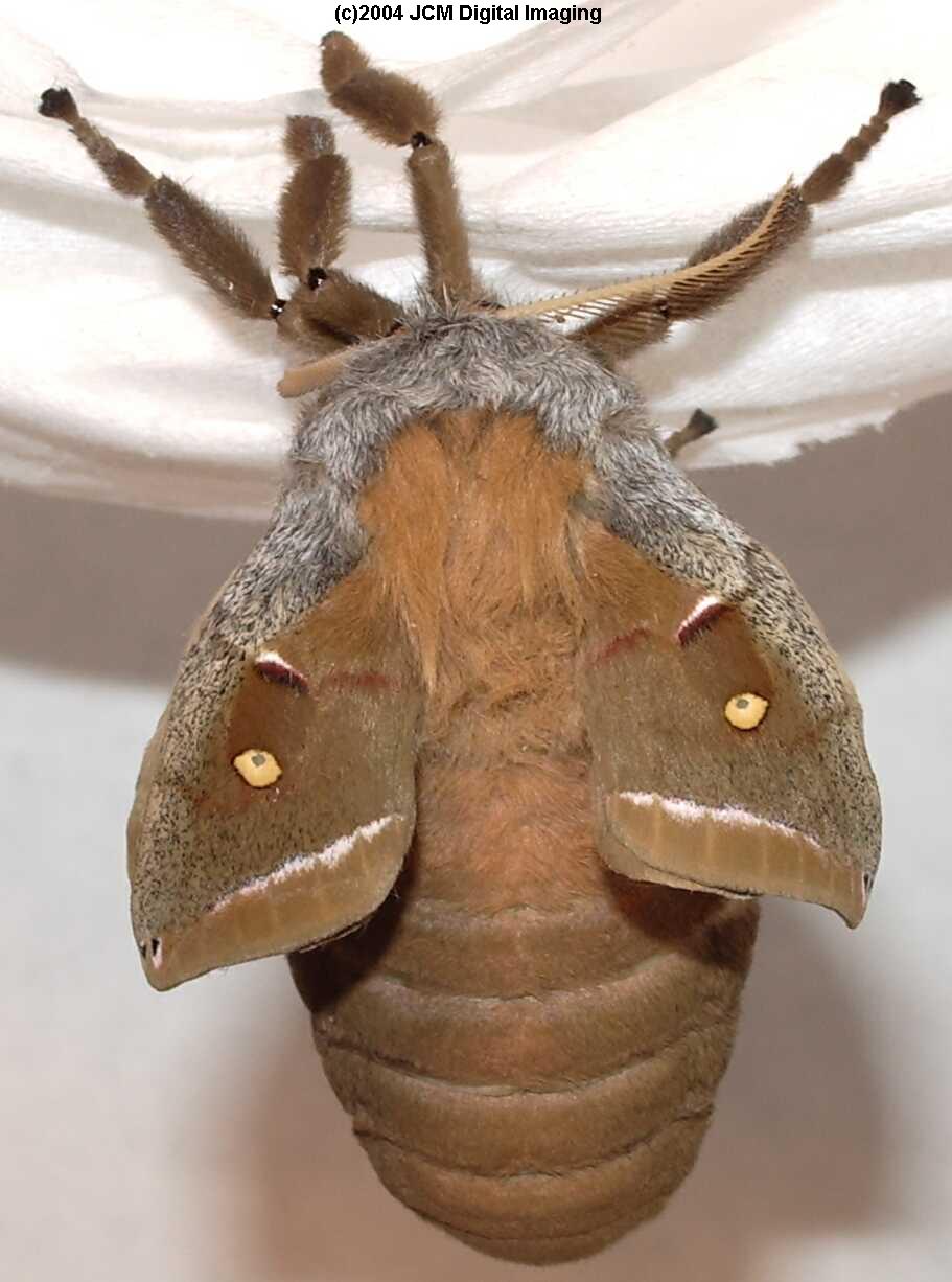 Antheraea Polyphemus (Polyphemus Silk Moth) images, rearing, larvae, pupae, cocoons, and documentary