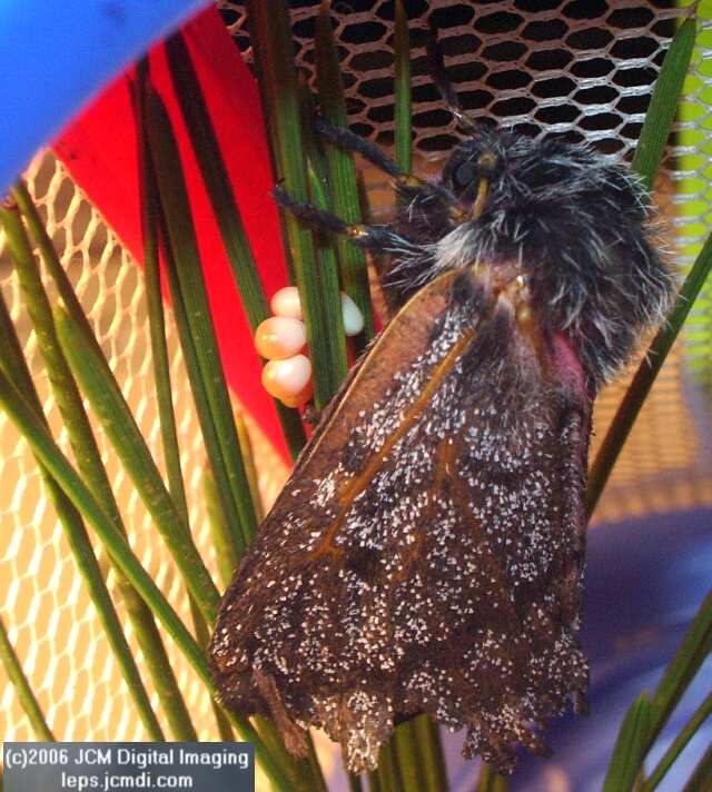 Coloradia velda (Velda Pine Moth) photos and rearing documentary JCMDI.COM