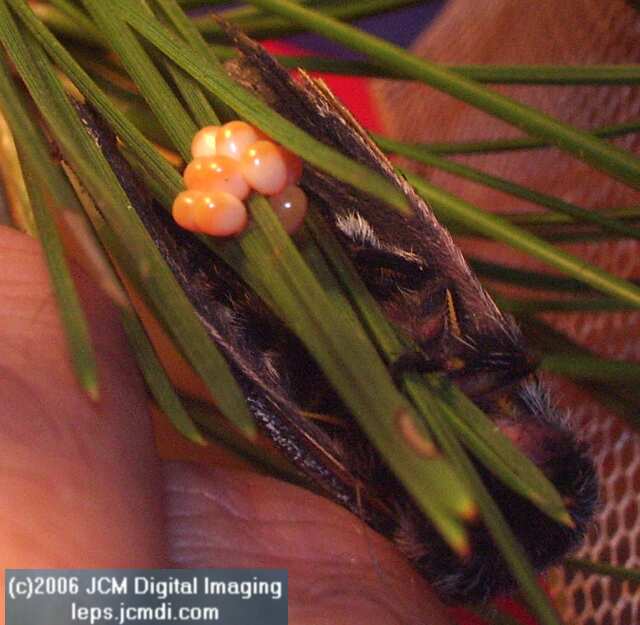 Coloradia velda (Velda Pine Moth) photos and rearing documentary JCMDI.COM