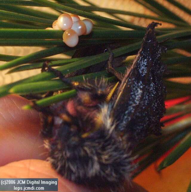 Coloradia velda (Velda Pine Moth) photos and rearing documentary JCMDI.COM