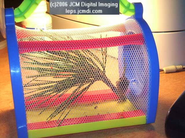 Coloradia velda (Velda Pine Moth) photos and rearing documentary JCMDI.COM